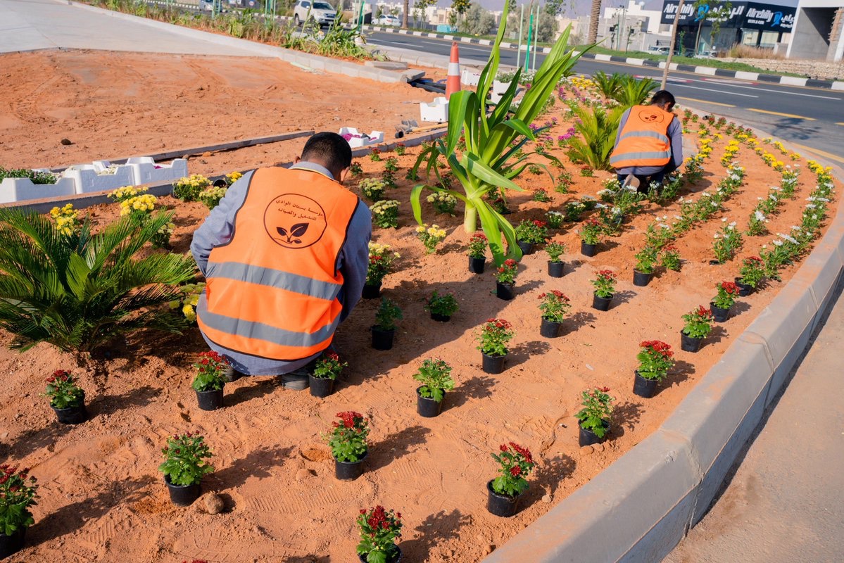 91.5 ألف عملية تشجير للحدائق والمناطق العامة بحائل