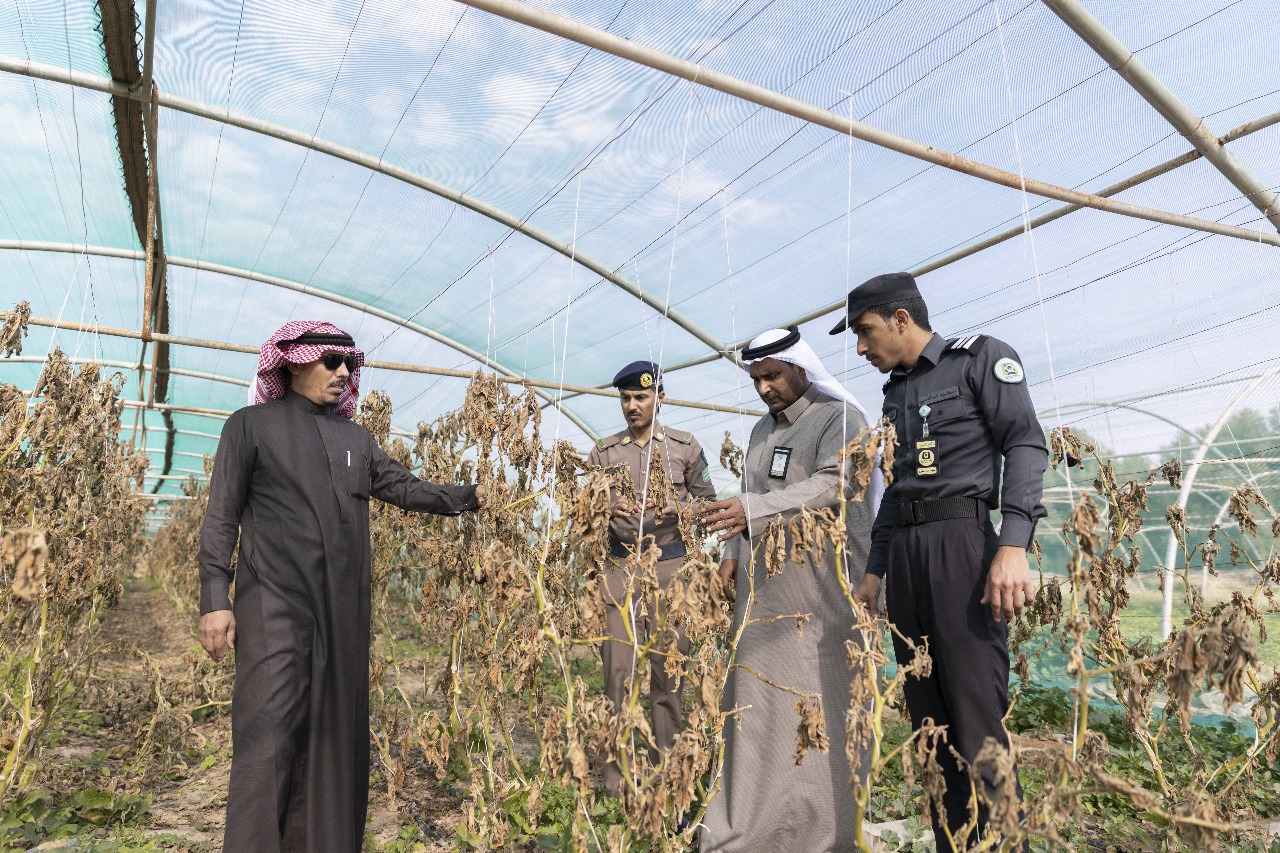 أمانة حفر الباطن تتابع تأثير الصقيع على المزارع