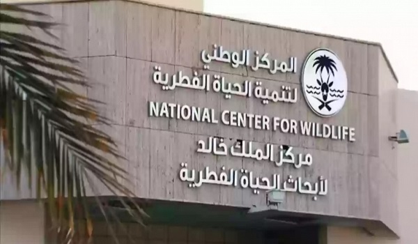 الحياة الفطرية: جراء “الذئاب الرهيبة” المعلن عن ولادتها ليست مستنسخة