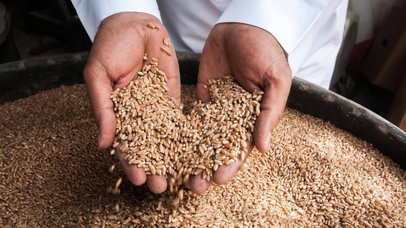 طريقة حجز موعد استلام القمح عبر منصة محصولي خطوة بخطوة