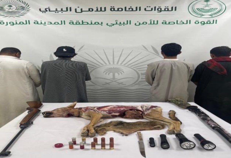 المدينة المنورة: القبض على 4 مخالفين لصيد الذئب العربي المهدد بالانقراض