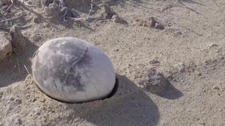 قد تخبئ جنينًا.. العثور على بيضة ديناصور عمرها 70 مليون عام في الأرجنتين