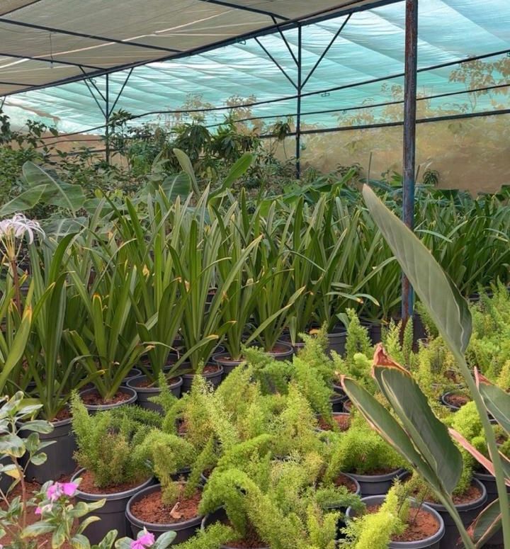 كاكست تطلق هاكثون الذكاء الاصطناعي لاكتشاف المواد بإشراف عمر ياغي