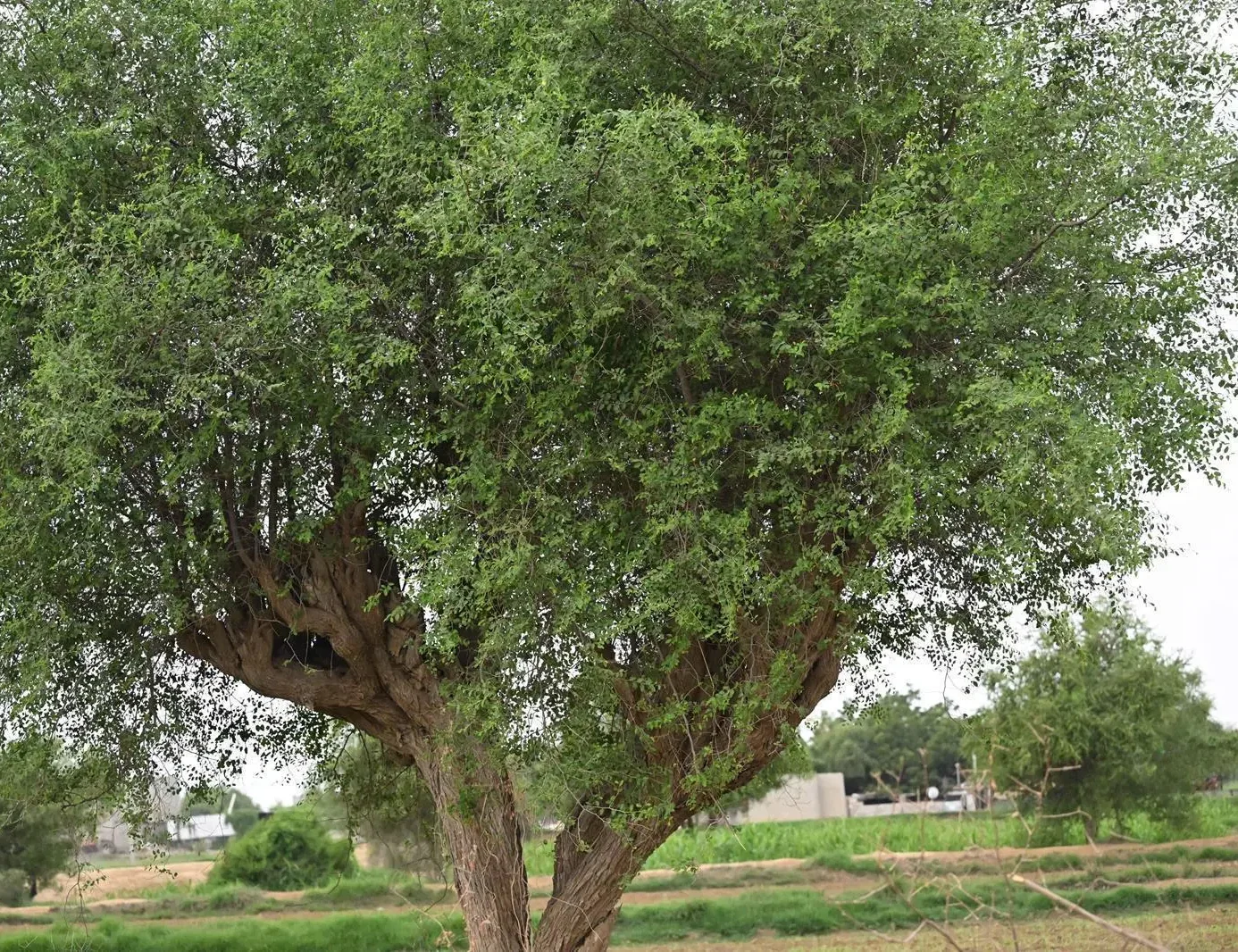 أشجار السدر في جازان.. ركيزة بيئية وثقافية تدعم التنوع الحيوي