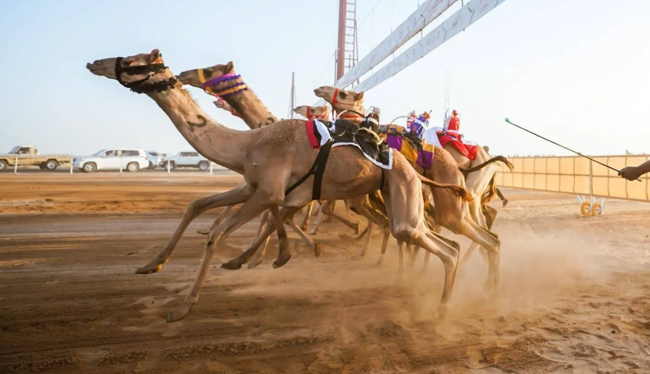 250 مليون ريال جوائز 10 بطولات للهجن