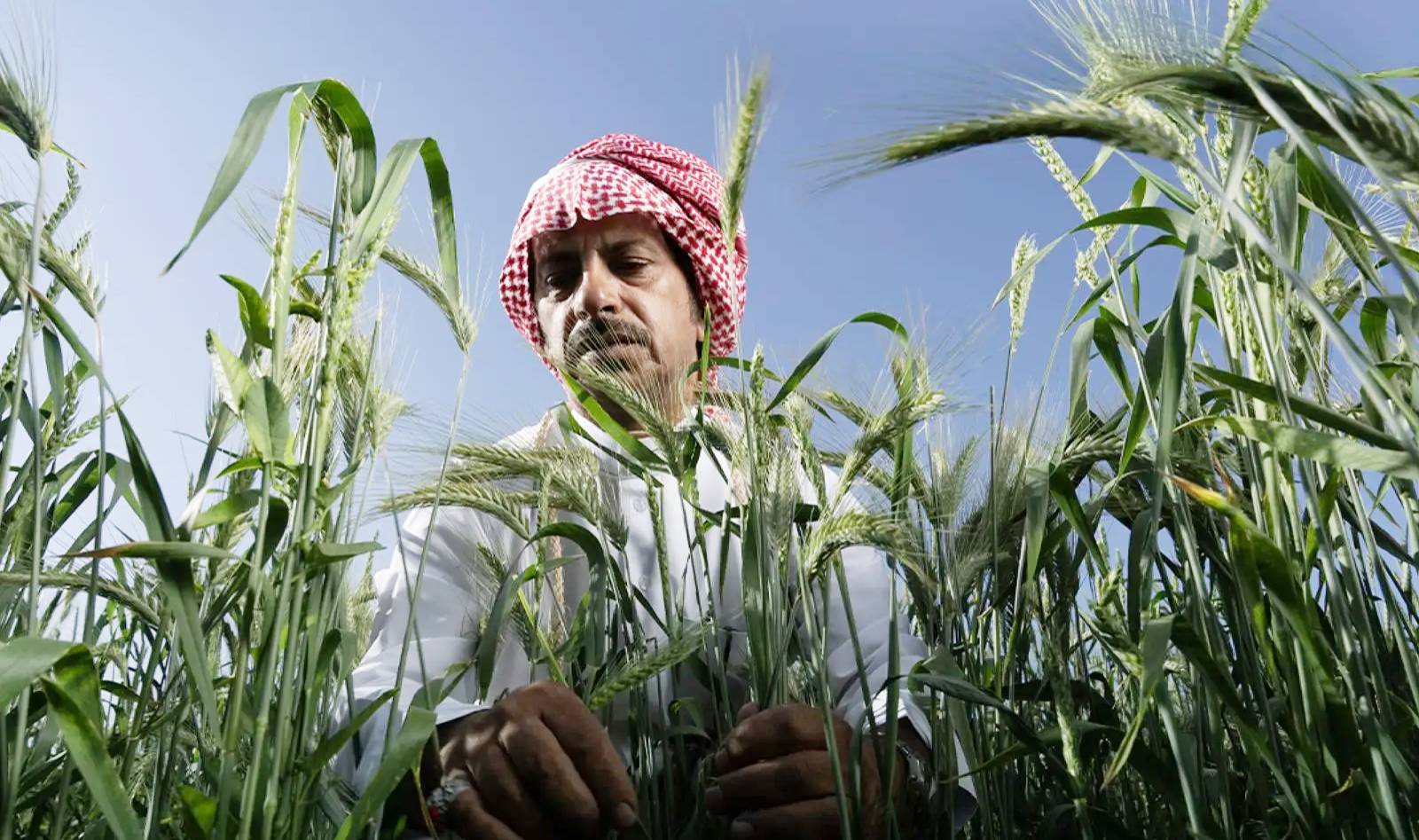“ريف السعودية” يحصد جائزة أكبر برنامج زراعي تنموي في الشرق الأوسط