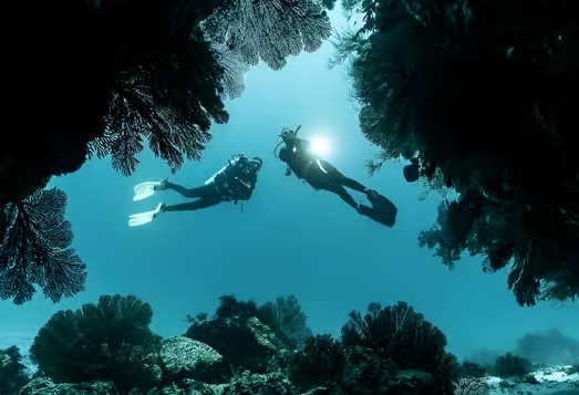 مرجان ويلينجتوني يعود للحياة بعد اعتقاد بانقراضه 