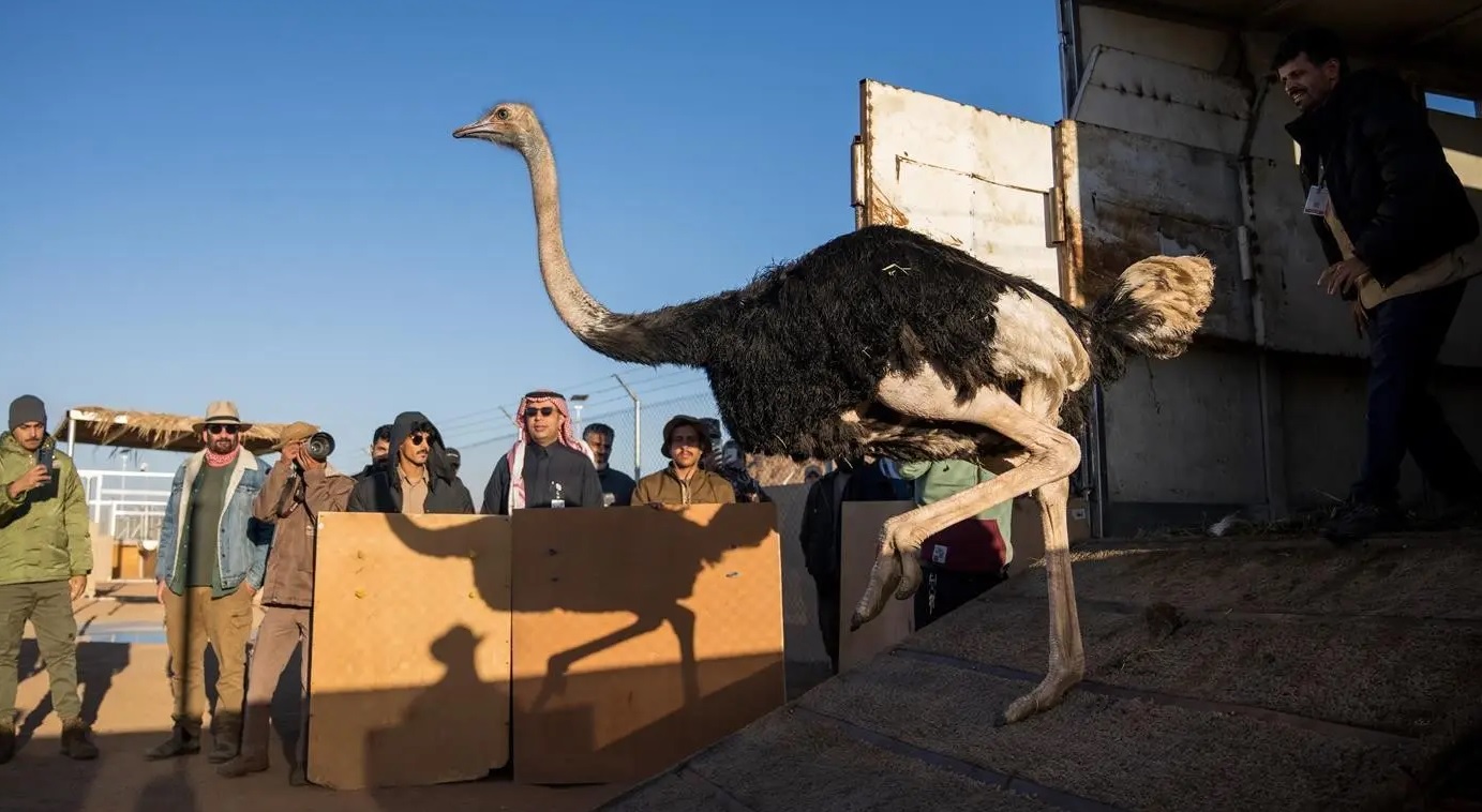 إطلاق 35 كائنًا فطريًا بمحمية الأمير محمد بن سلمان الملكية