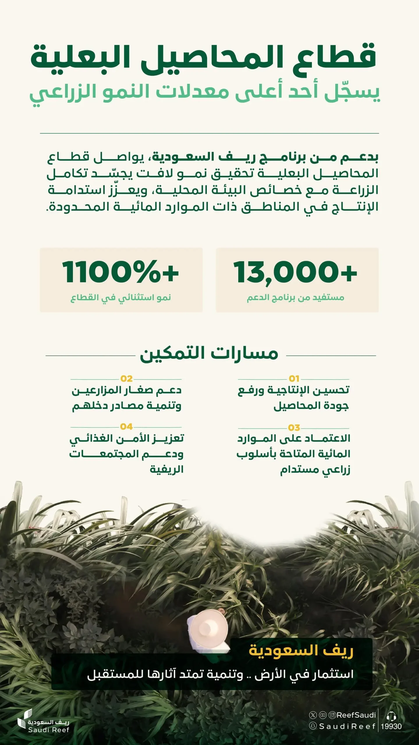 ريف السعودية : نمو قياسي يتجاوز 1100% في قطاع المحاصيل البعلية 