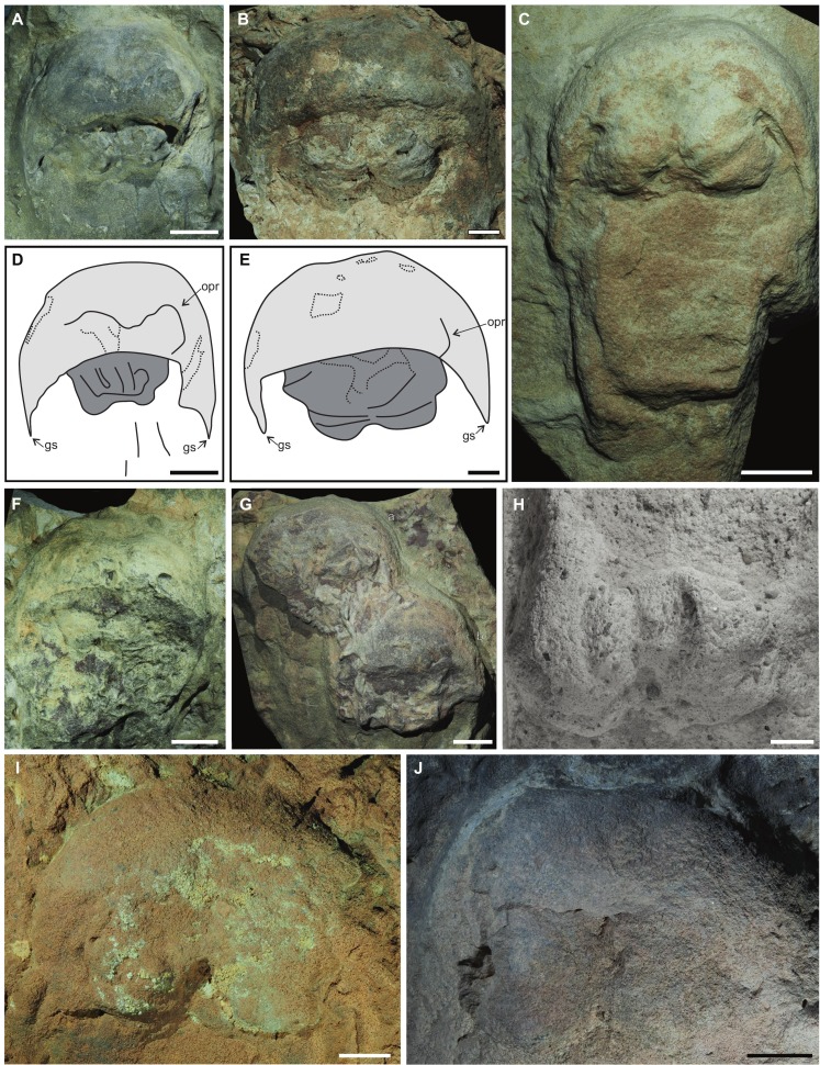 63 طائرا تعود لمواطنها الطبيعية في سواحل جدة لتعزيز التوازن البيئي