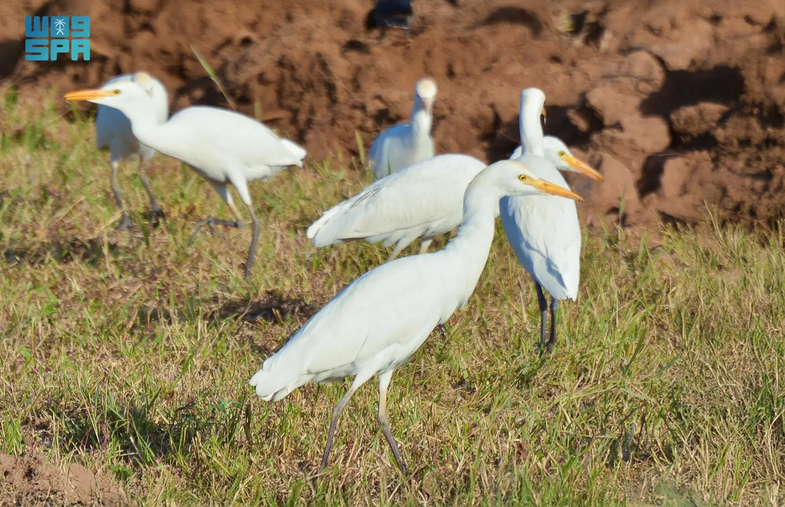 وادي نجران يستقبل طيور البلشون مع انطلاق الهجرة الشتوية
