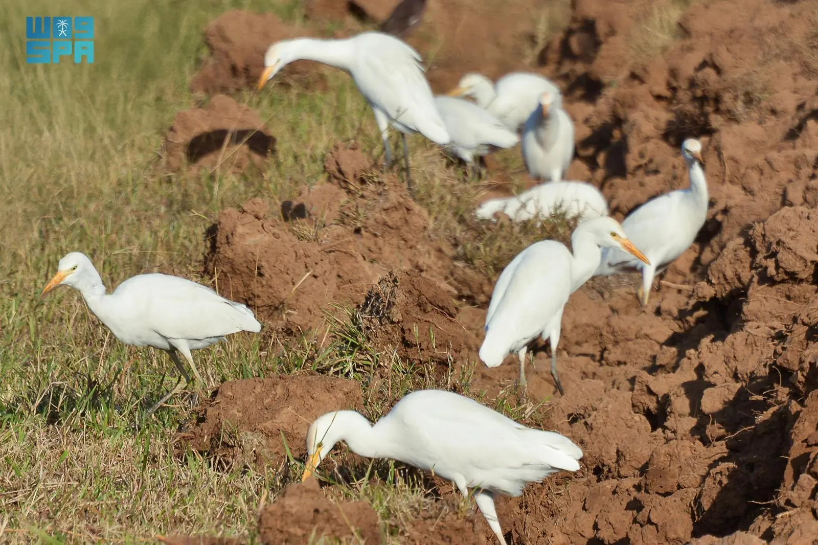 وادي نجران يستقبل طيور البلشون مع انطلاق الهجرة الشتوية