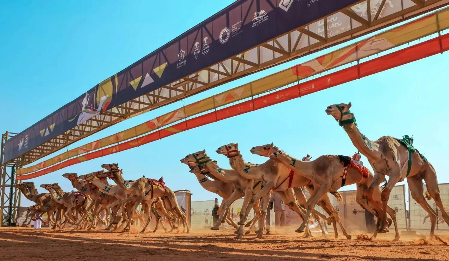 إغلاق باب التسجيل لبطولة البلوت بمهرجان خادم الحرمين للهجن غدًا 