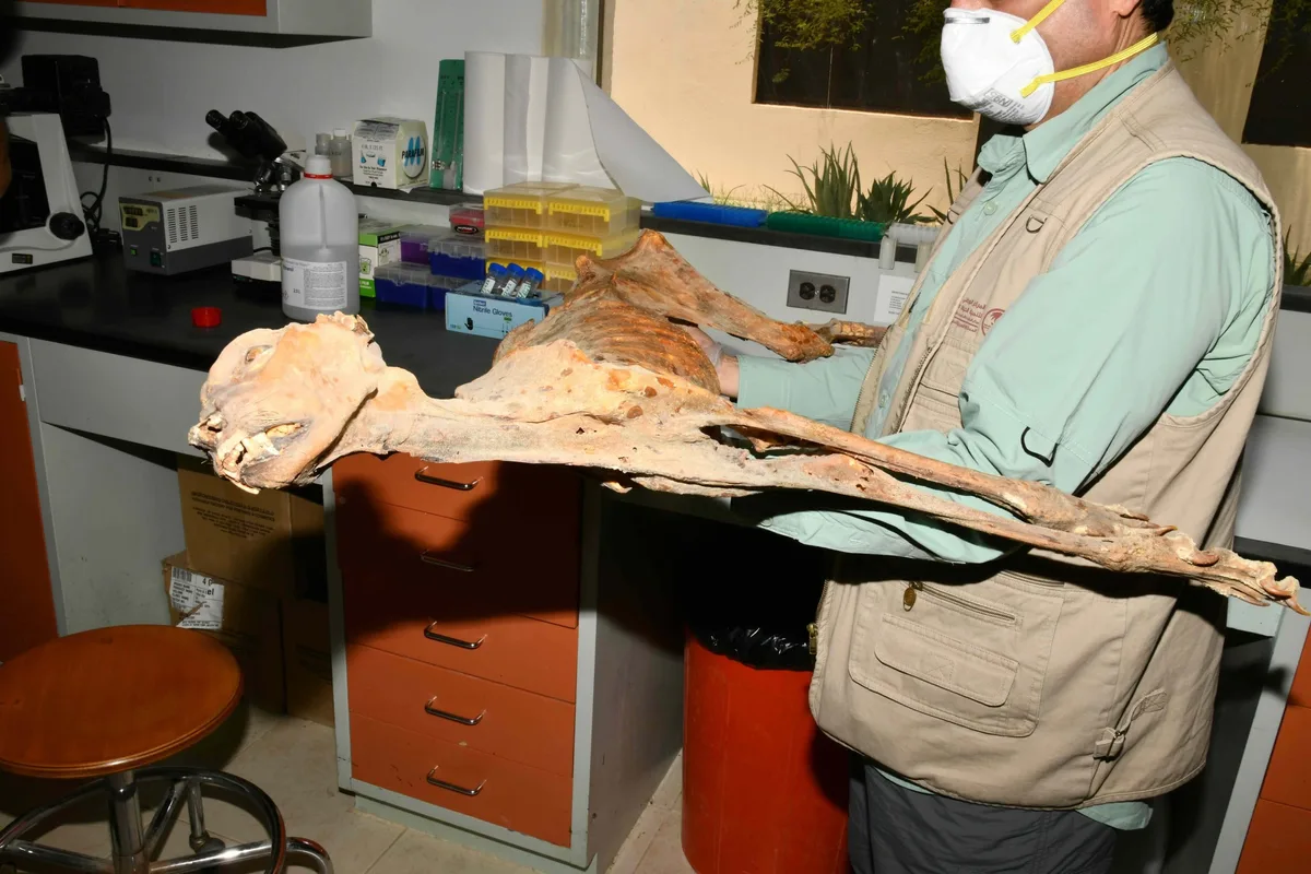 مومياوات نادرة تبهر العالم: كشفت التنوع الجيني المفقود للفهود في #السعودية 