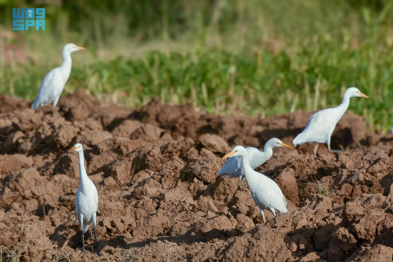 وادي نجران يستقبل طيور البلشون مع انطلاق الهجرة الشتوية