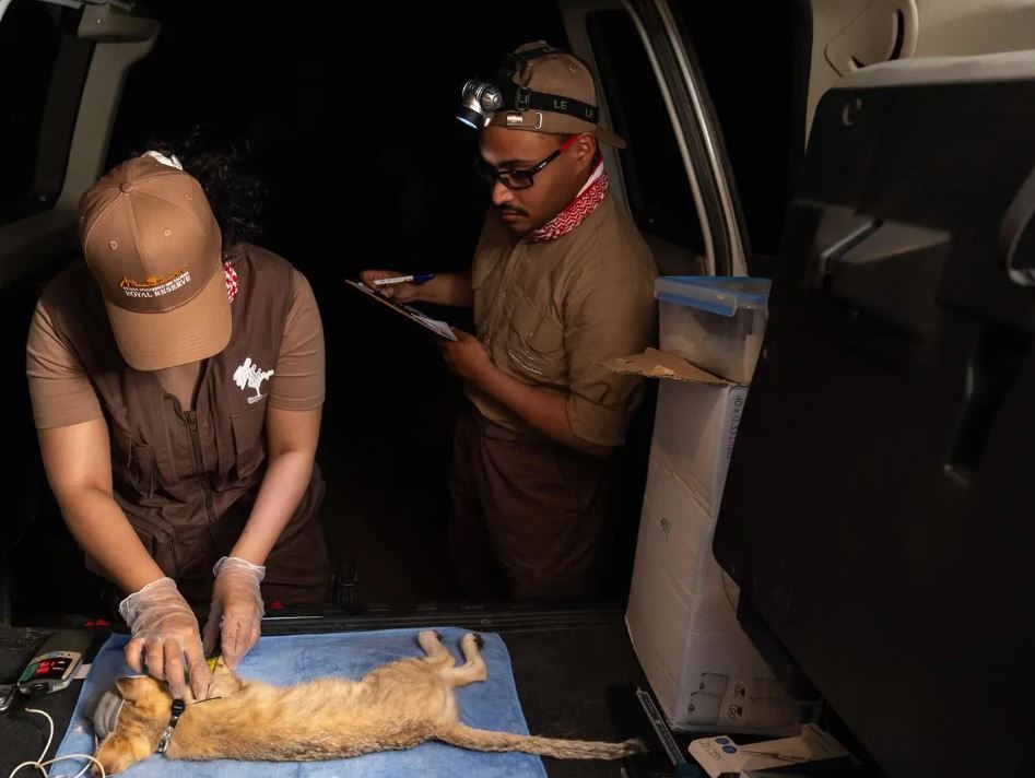 إنجاز عالمي لمحمية الأمير محمد بن سلمان الملكية في تتبع شبح الصحراء 