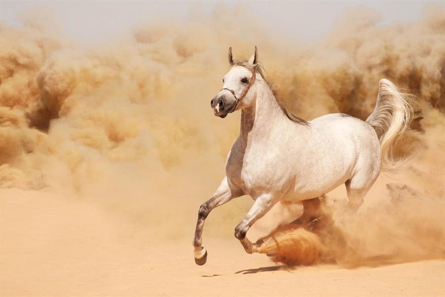 الخيل العربية.. من “عبية” المؤسس إلى منصات الذهب العالمية