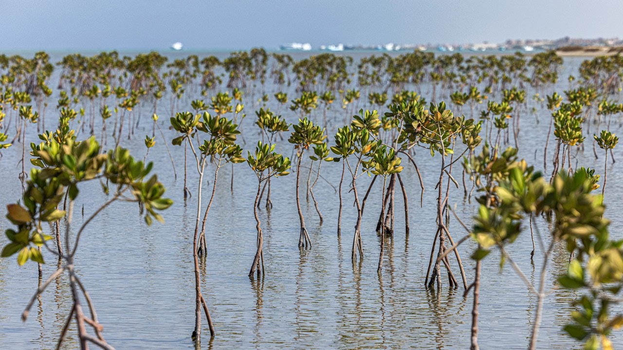 «القندل» يعود لبحيرة الوجه.. زراعة 5 آلاف شتلة من المانجروف الأحمر النادر 