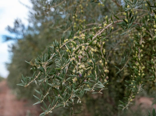 الأمم المتحدة تشيد بدور المملكة في تحقيق إنجاز بيئي واستعادة مليون هكتار من الأراضي