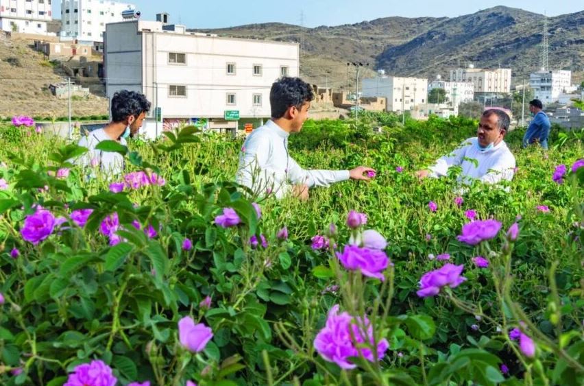 قطاع الورد يسجل نموا يتجاوز 15% سنويا في السعودية