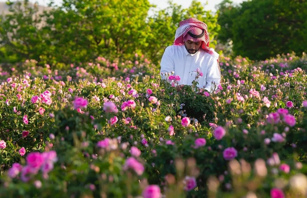 من قمم الهدا إلى عواصم العالم.. الورد الطائفي عبق يتجدد وأسواق تنمو 