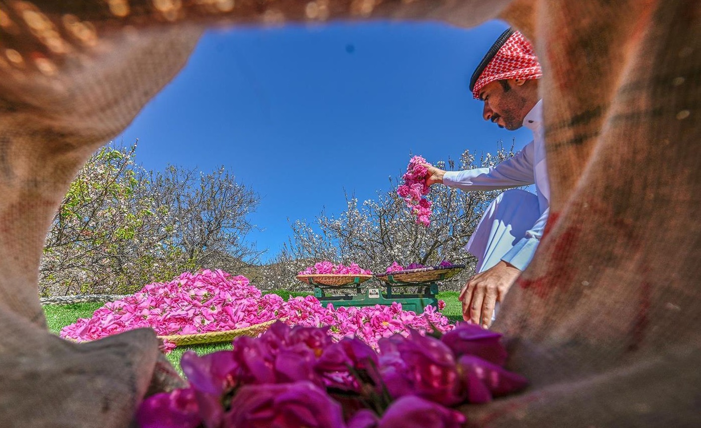 من قمم الهدا إلى عواصم العالم.. الورد الطائفي عبق يتجدد وأسواق تنمو الورد الطائفي