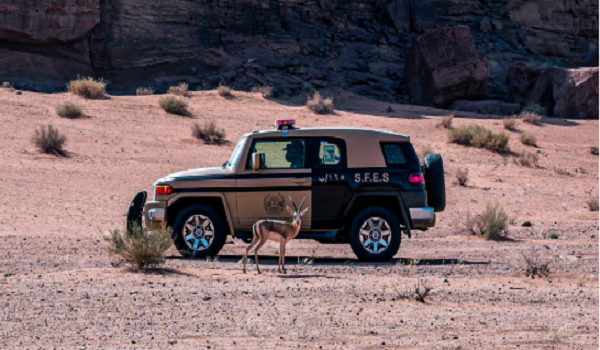 ضبط مخالف للرعي في محمية الملك عبدالعزيز
