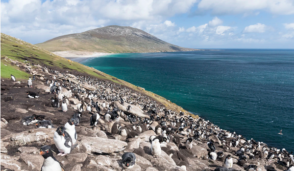 بعد كندا وغرينلاند.. قصة جزر فوكلاند التي آثارتها إدارة ترمب