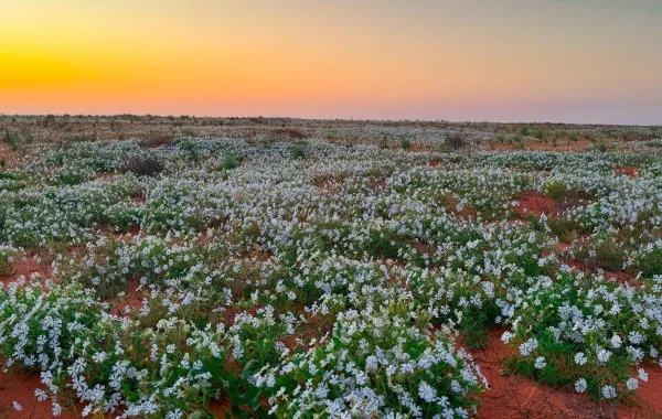 إنجاز بيئي نوعي في محمية الملك عبدالعزيز الملكية