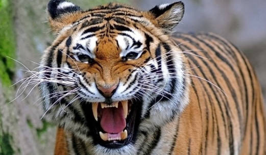 نمر يلتهم طفلاً في الهند.. «قصة مأساوية» بدأت بقطف ثمار المانغو