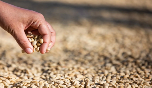 البن في عسير.. توسع زراعي وارتفاع في الإنتاج