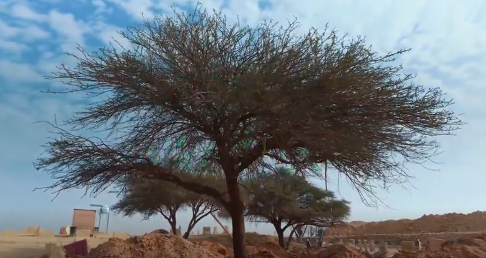 مشروع تطوير الدائري الجنوبي بالرياض يحتضن إرثا بيئيا معمرا يتجاوز المائة عام