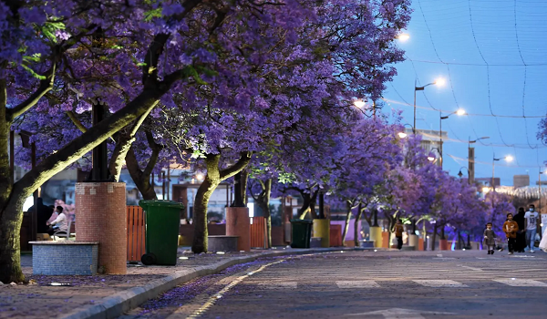 الجاكرندا.. زهرة أبها البنفسجية التي تجذب مئات الزوار يومياً