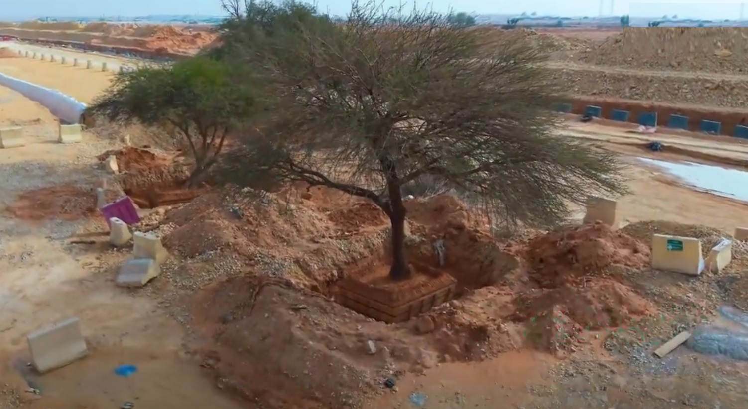 مشروع تطوير الدائري الجنوبي بالرياض يحتضن إرثًا بيئيًا معمرًا يتجاوز المائة عام
