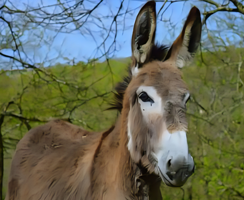 «طبق الحمير».. كيف أجبرت الأزمة الأرجنتينيين على بدائل اللحوم؟