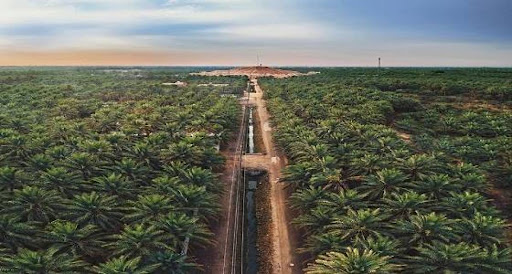 الأحساء.. الواحة الأكبر على مستوى العالم 