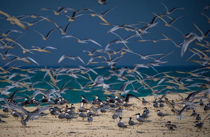 الحدود الشمالية.. مسار رئيسي لهجرة الطيور من الجنوب مع حلول الربيع
