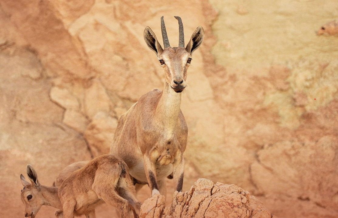 «الحياة الفطرية»: ولادة أول وعل بمحمية الوعول خلال 2026