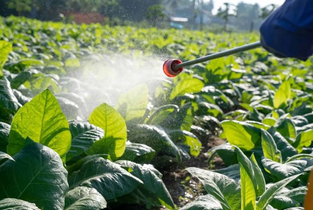 المبيدات الحشرية وخطر السرطان.. دراسة تكشف صلة قوية