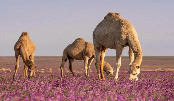 في يومها العالمي.. «إبل المملكة» من مهد التاريخ إلى فضاء الاستثمار