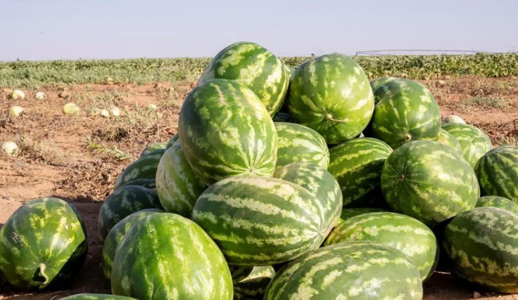 البطيخ السعودي يتصدر الفواكه الصيفية.. إنتاج وفير يتجاوز 620 ألف طن