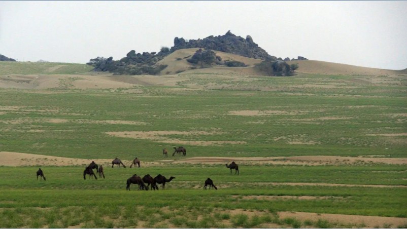 التنوع الحيوي في عسير.. ثروة طبيعية تدعم البيئة والاقتصاد السياحي
