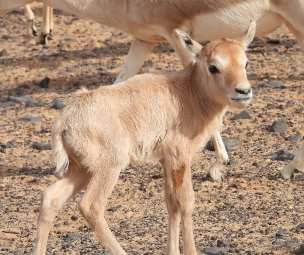 بعد غياب 90 عامًا.. المها العربي يعود إلى موطنه الطبيعي في محمية الملك سلمان