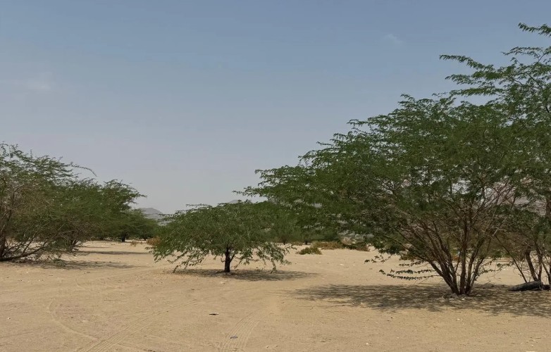 منتزهات مكة البرية.. كنوز طبيعية تعزز الاستدامة وتمنح الزوار تجربة فريدة