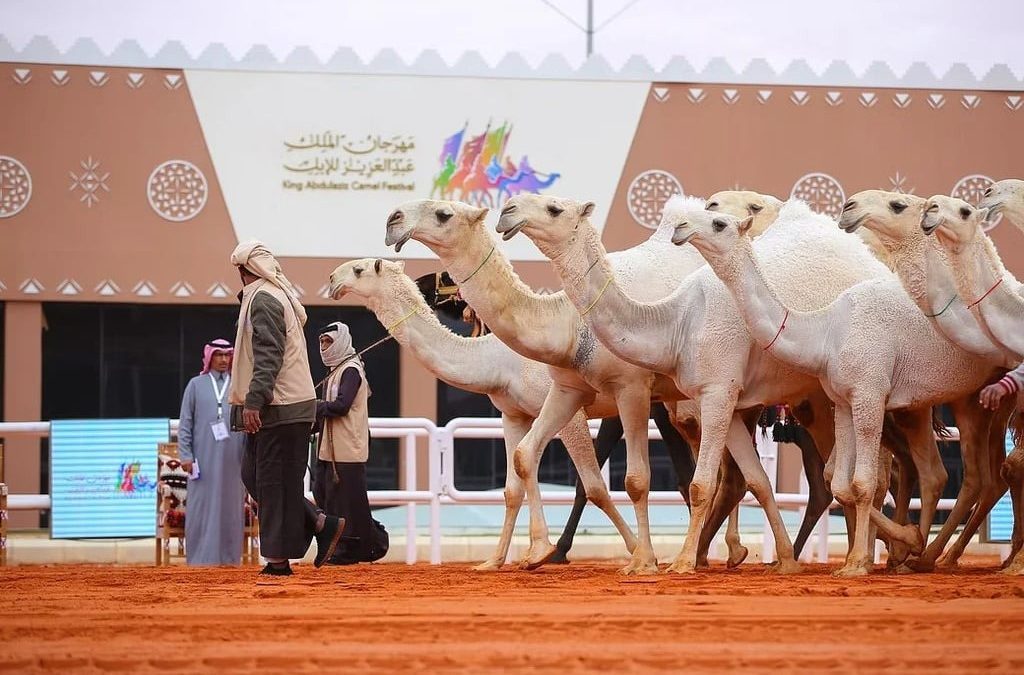 اعتماد القسم اختياريًا في جميع فئات مهرجان الملك عبدالعزيز للإبل مقابل 100 ألف ريال