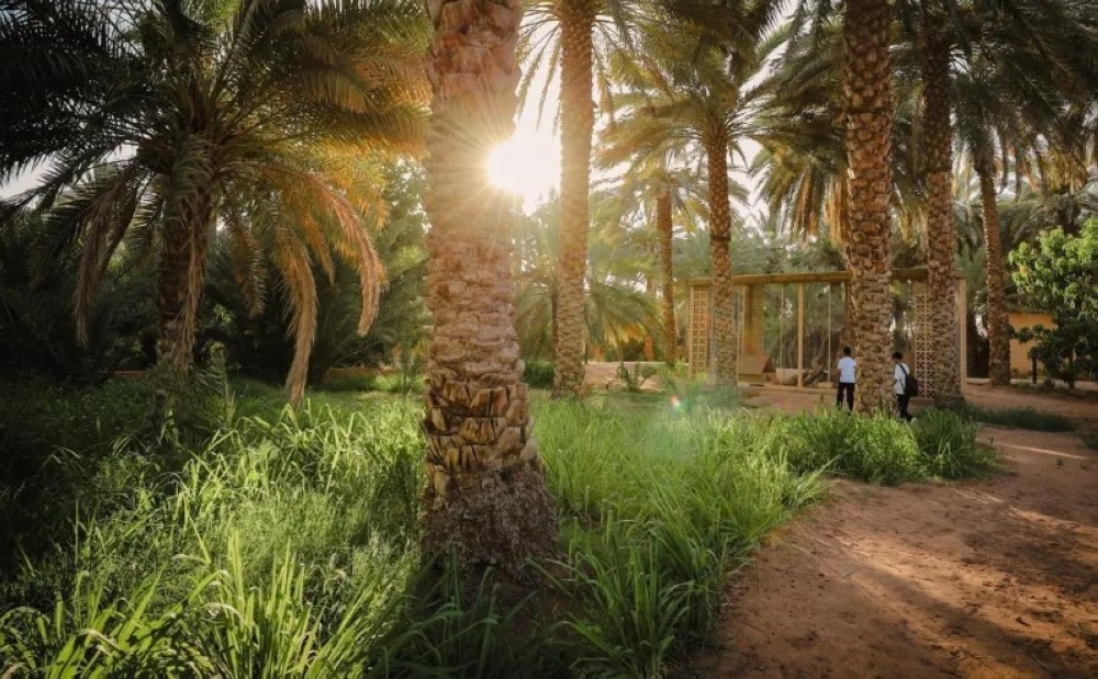حوكمة رقمية لـ 4 ملايين نخلة.. انطلاق موسم خيرات العلا الزراعي الجديد