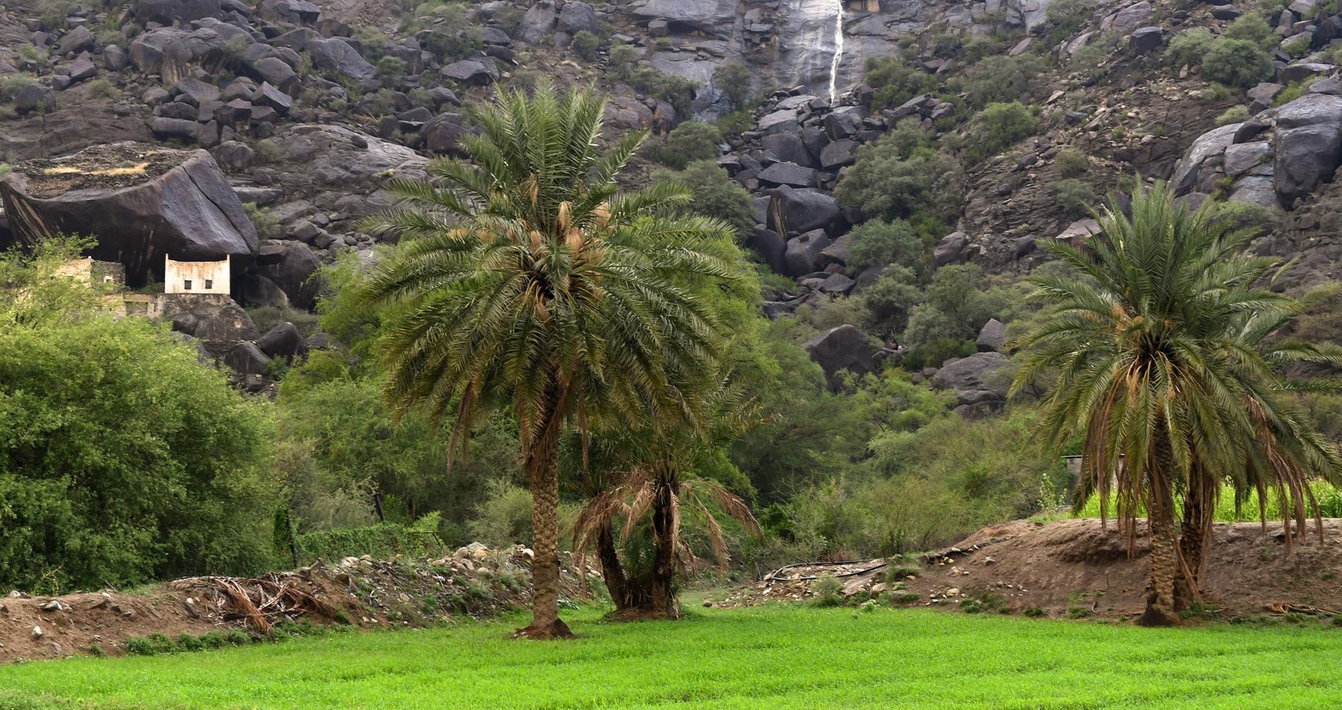 «تنمية الغطاء النباتي» يطرح 142 فرصة استثمارية بيئية بالمملكة