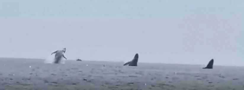 لحظة نادرة لحيتان تقفز بالتزامن