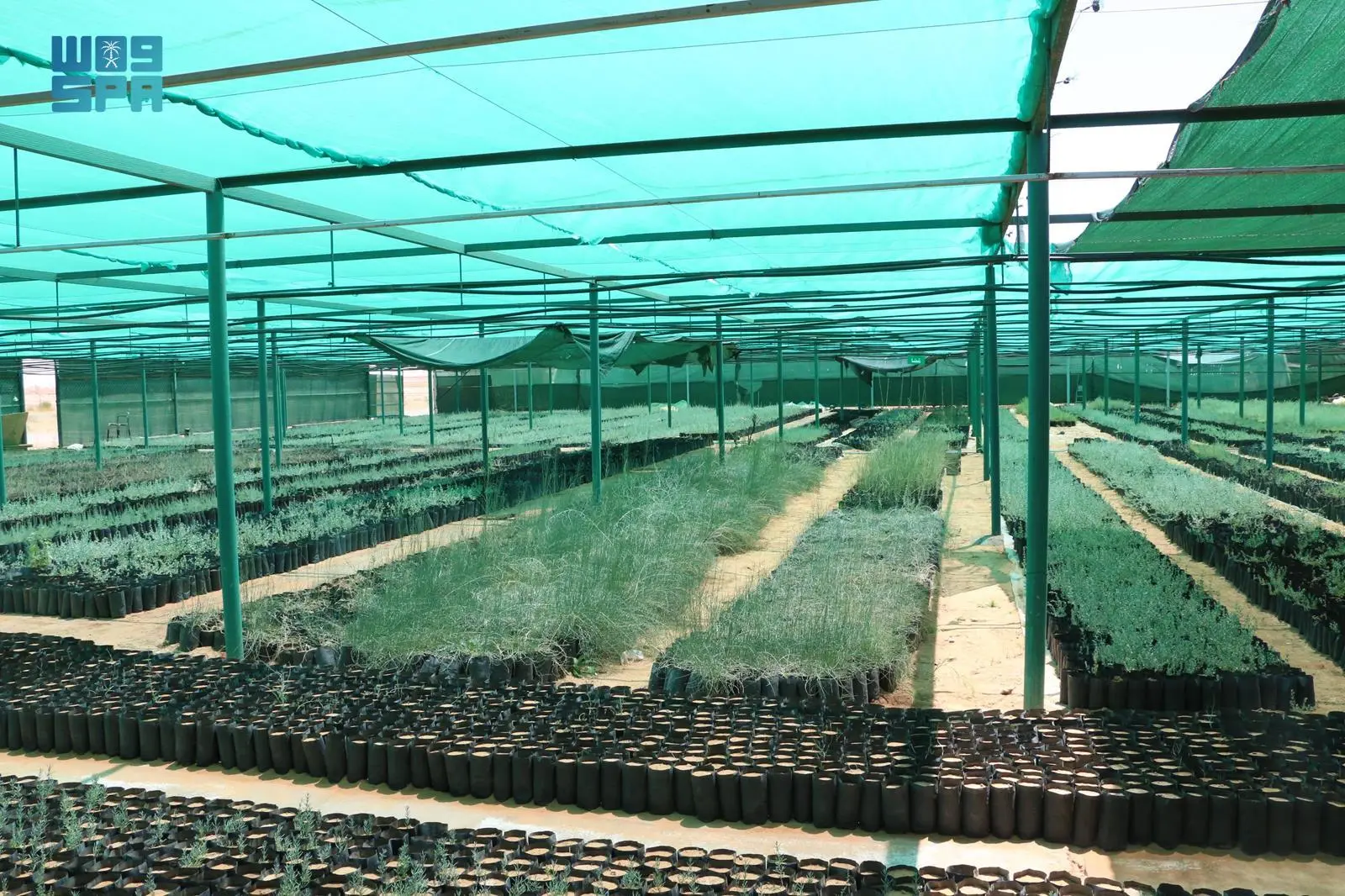 15 مليون شتلة ينتجها مركز تنمية الغطاء النباتي بالجوف سنويًا