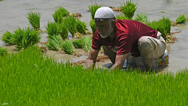 فرض قيود على صادرات الأرز في الهند
